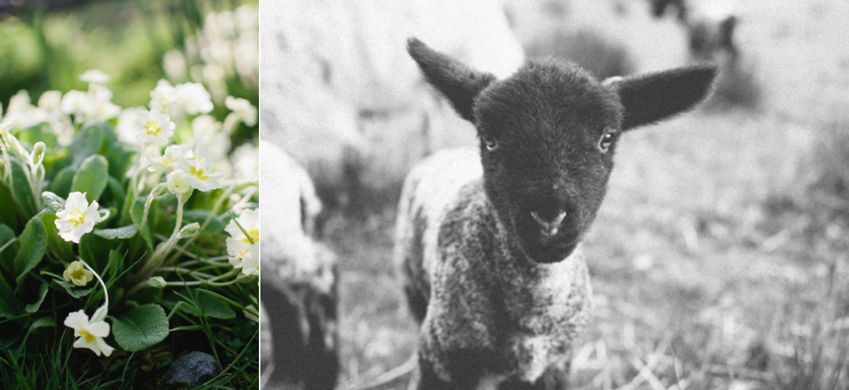 Masham x suffolk lamb