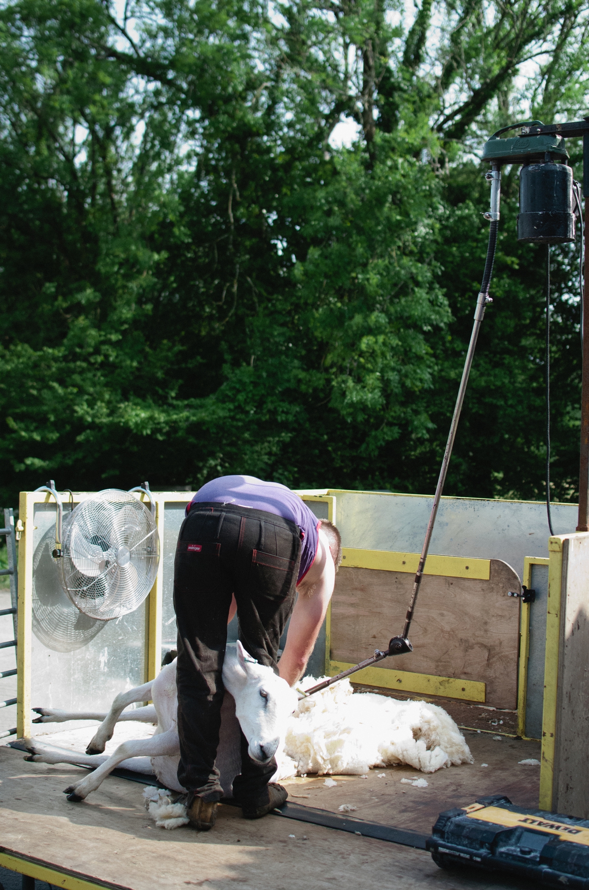 sheep shearing