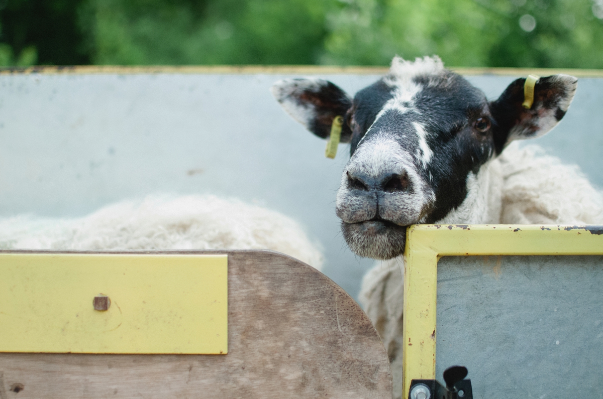 sheep