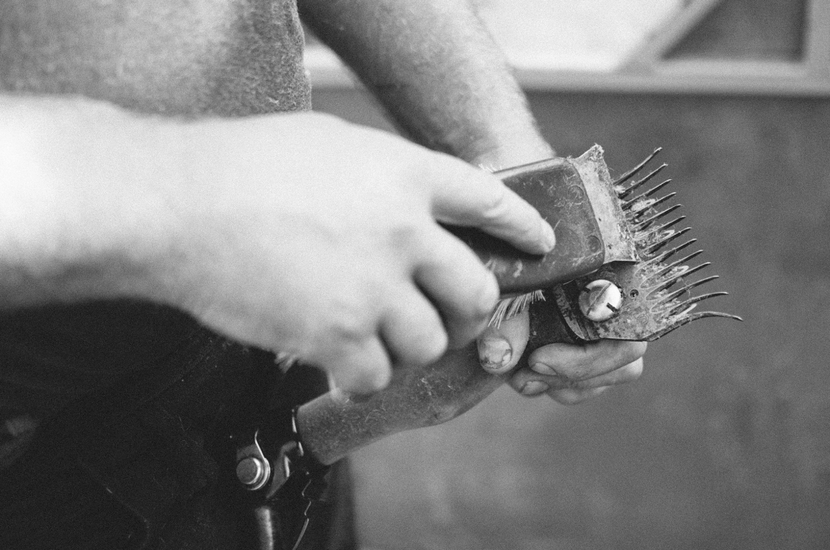 sheep shearing