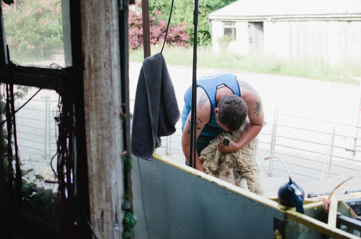 sheep shearing
