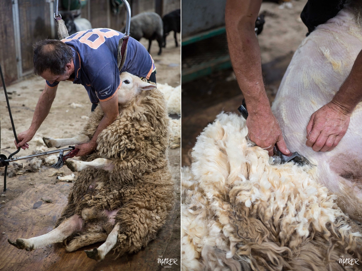 sheep shearing