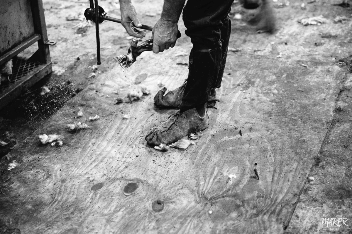sheep shearing