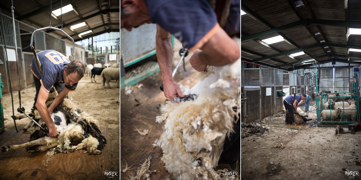 sheep shearing