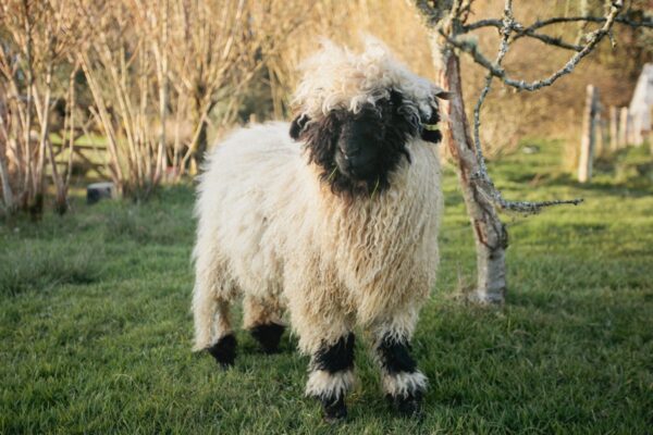 felted sheepskins