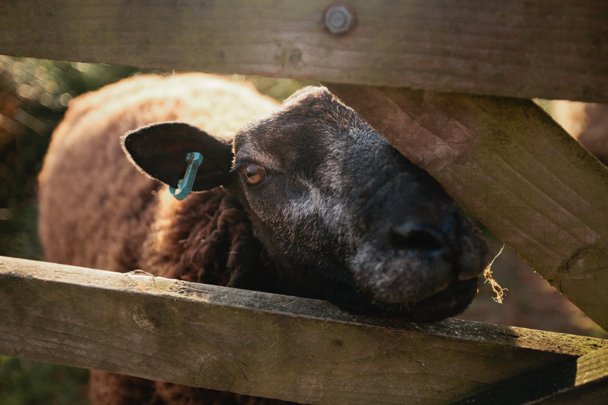 blue texel felted sheepskins