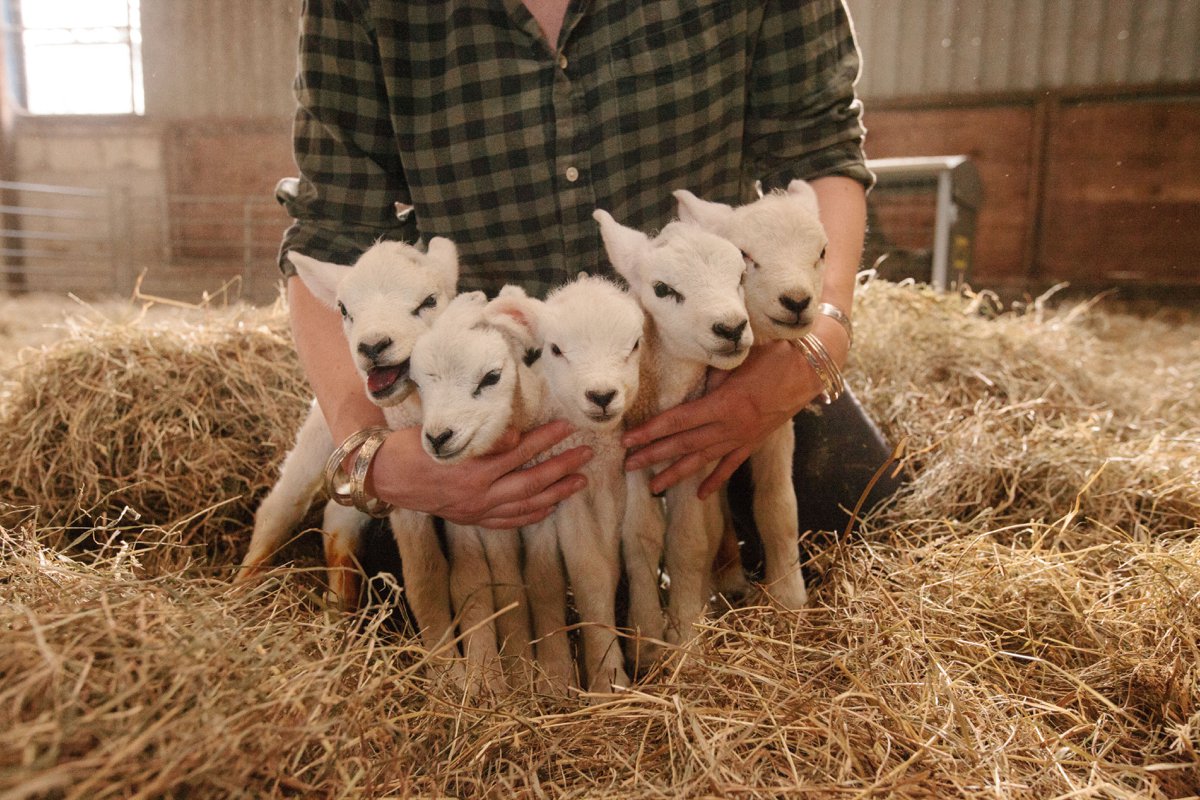 quintuplets