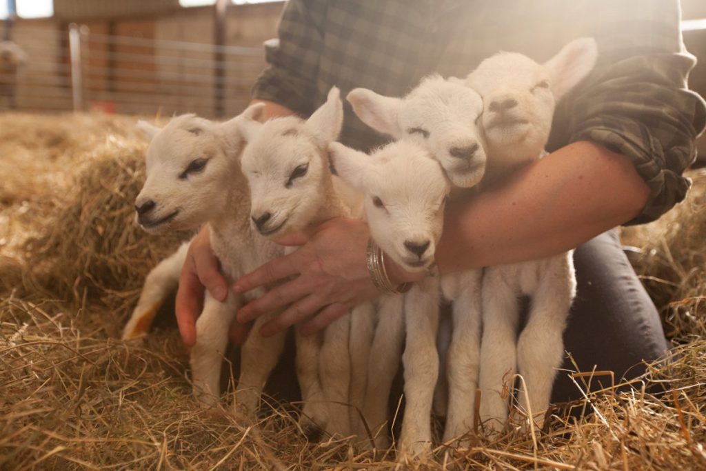 quintuplet lamb