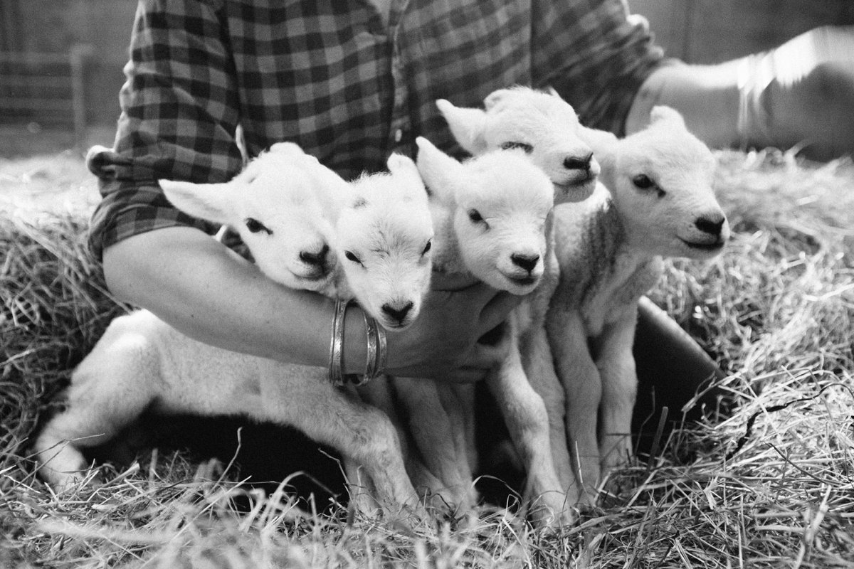 quintuplets