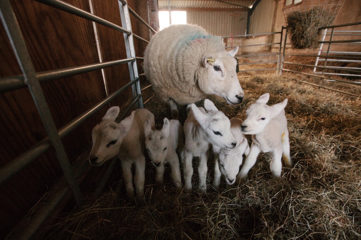 quintuplets