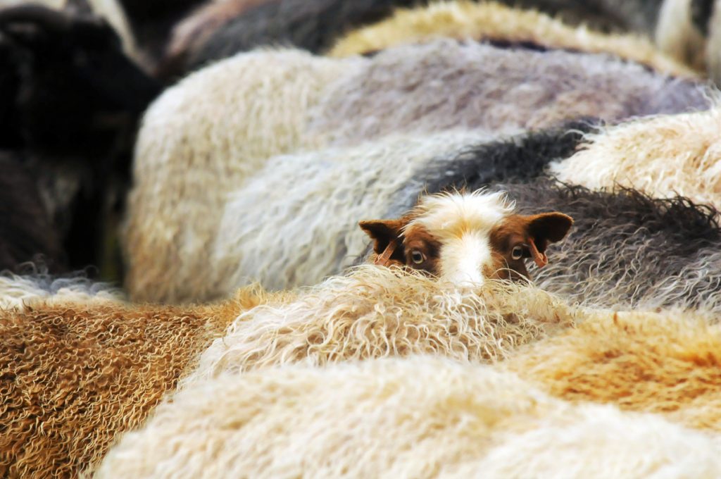 felted sheepskins