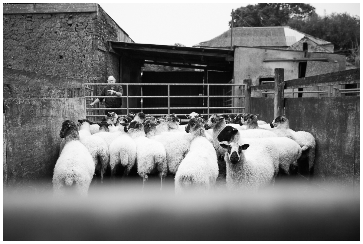 felted sheepskins mashams