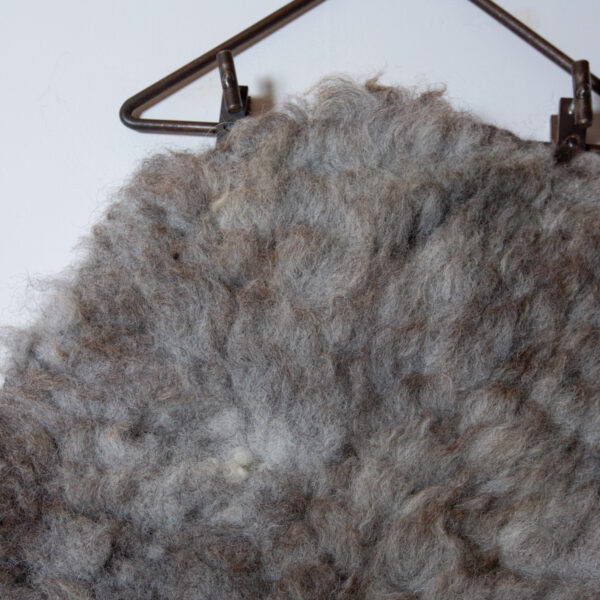 Herdwick - Eddy (second) - Image 6