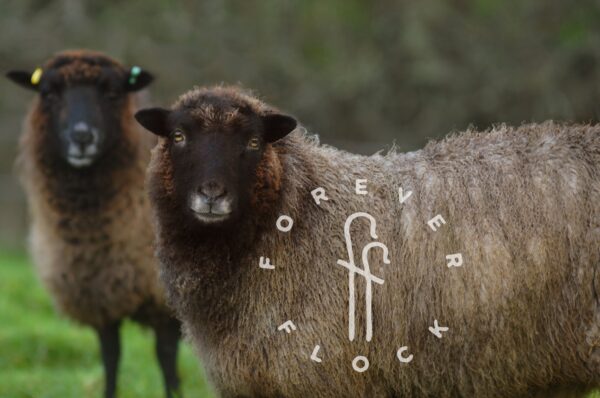 forever flock