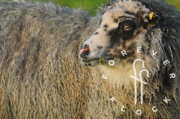 felted sheepskin