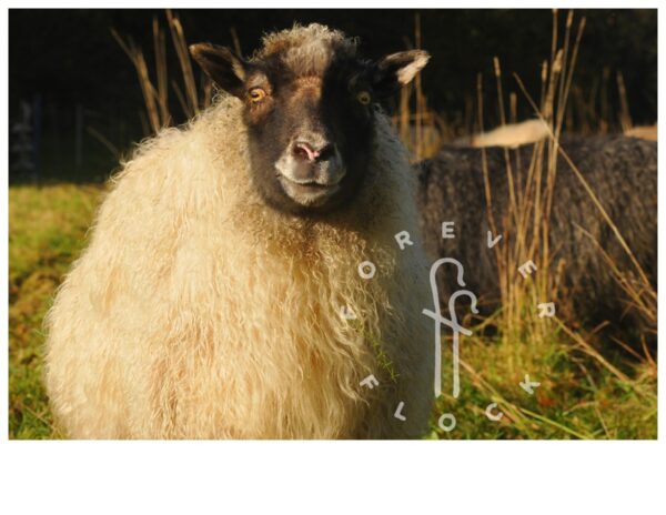 felted sheepskins forever flock