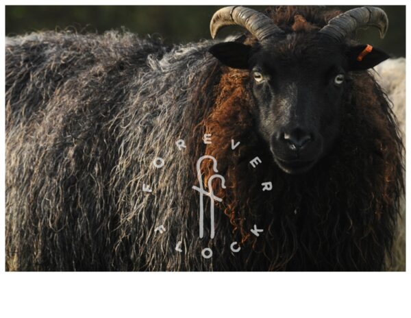 Forever Flock - Spriggan - Image 2