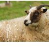 felted sheepskins