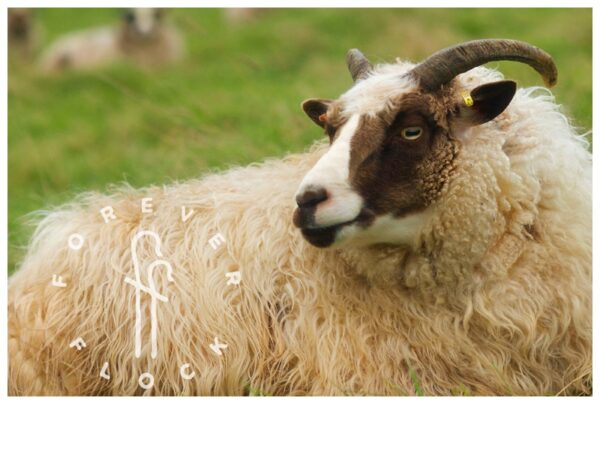 felted sheepskins