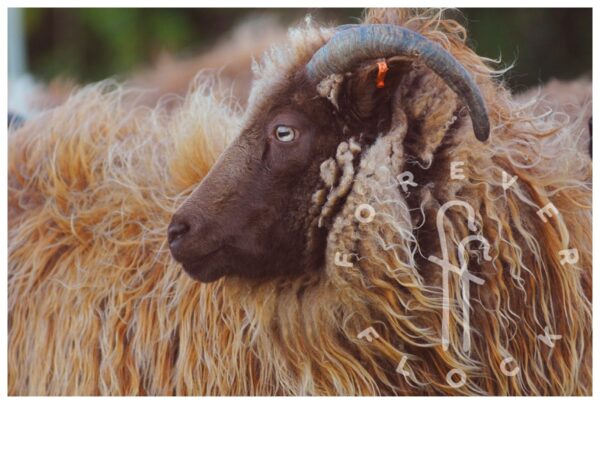 felted sheepskin