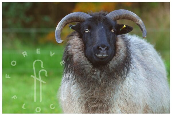 felted sheepskin