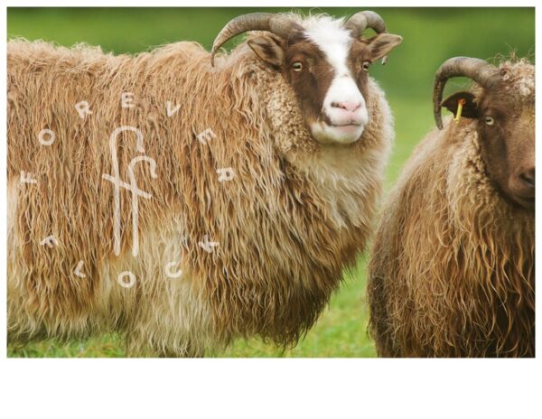 felted sheepskin