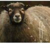 felted sheepskins