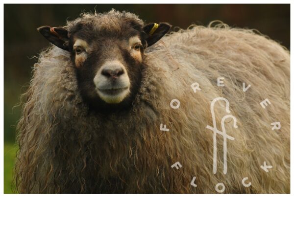 felted sheepskins