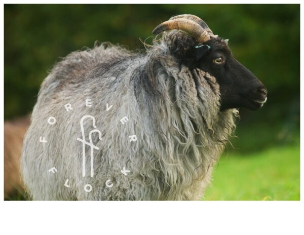 felted sheepskin