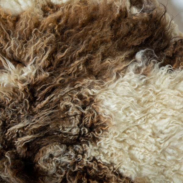 Forever Flock - Bandit - Image 4