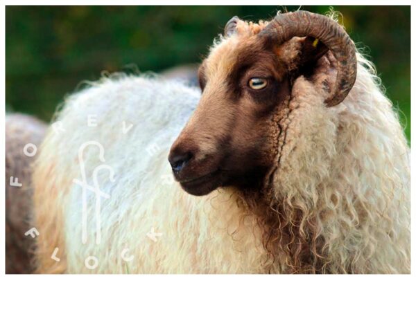 felted sheepskin