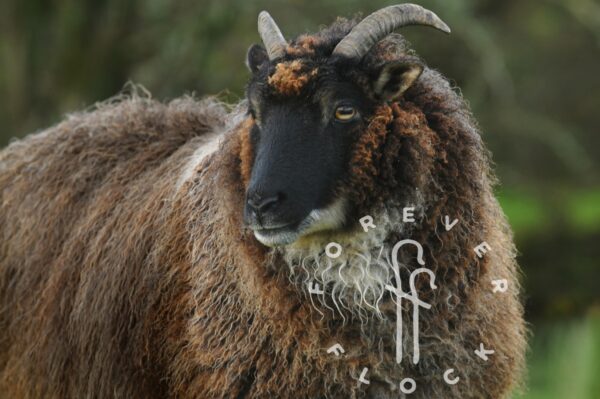 felted sheepskins