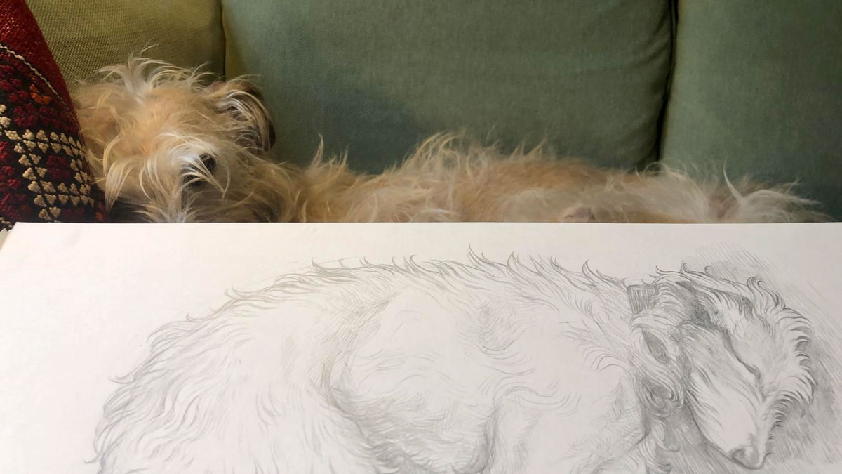Drawing of dog Teal. Lurcher. Photograph of pencil sketch next to dog. old dog. original artist Cornwall ©sol Anderson